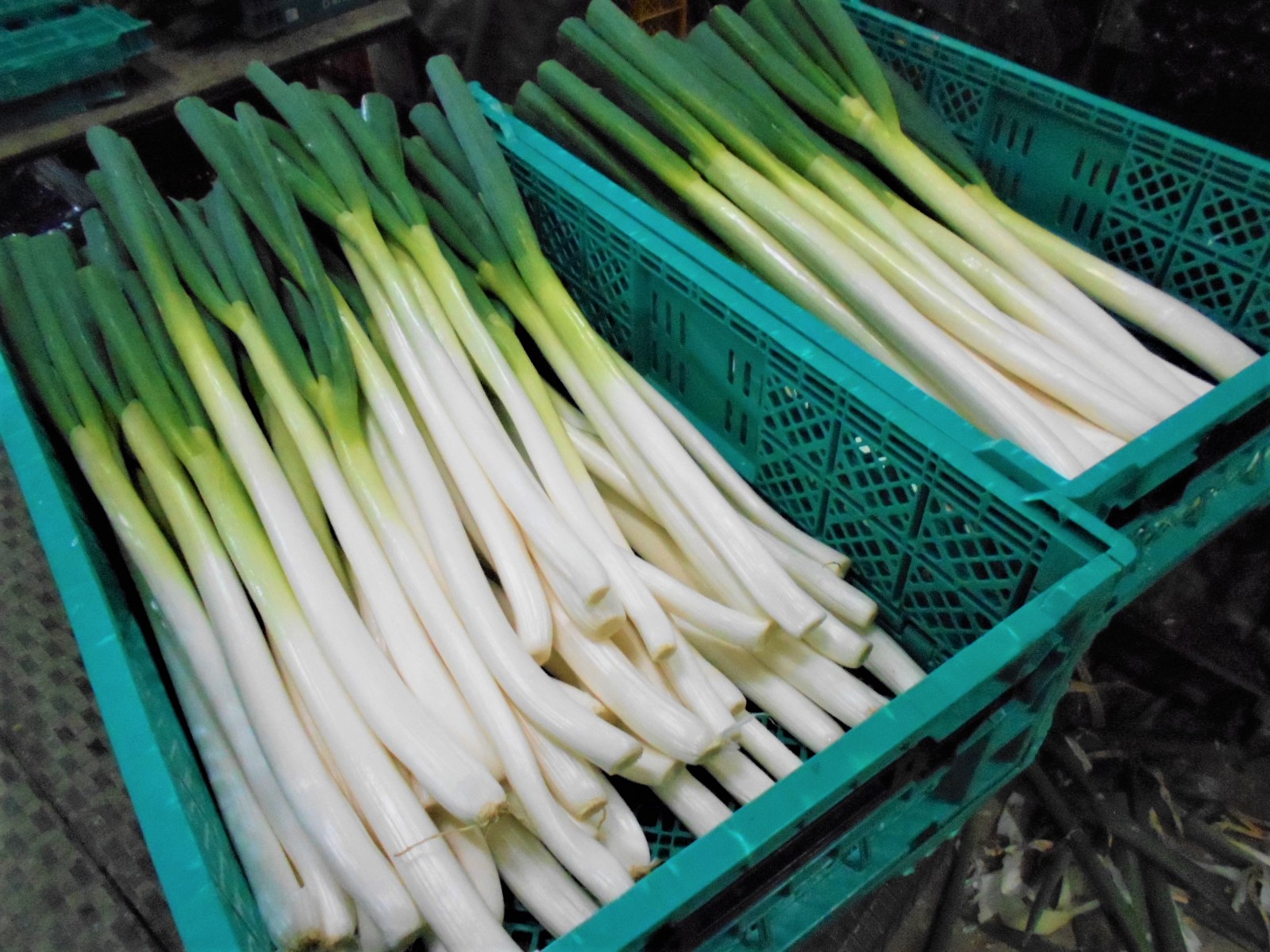 出荷を待つ白ネギ