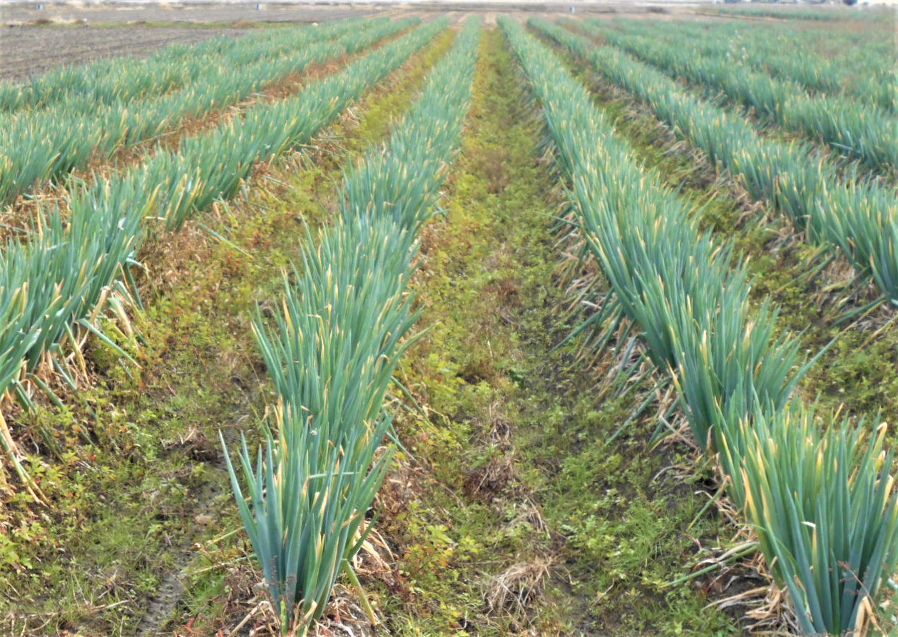 田んぼに植えられた白ネギ