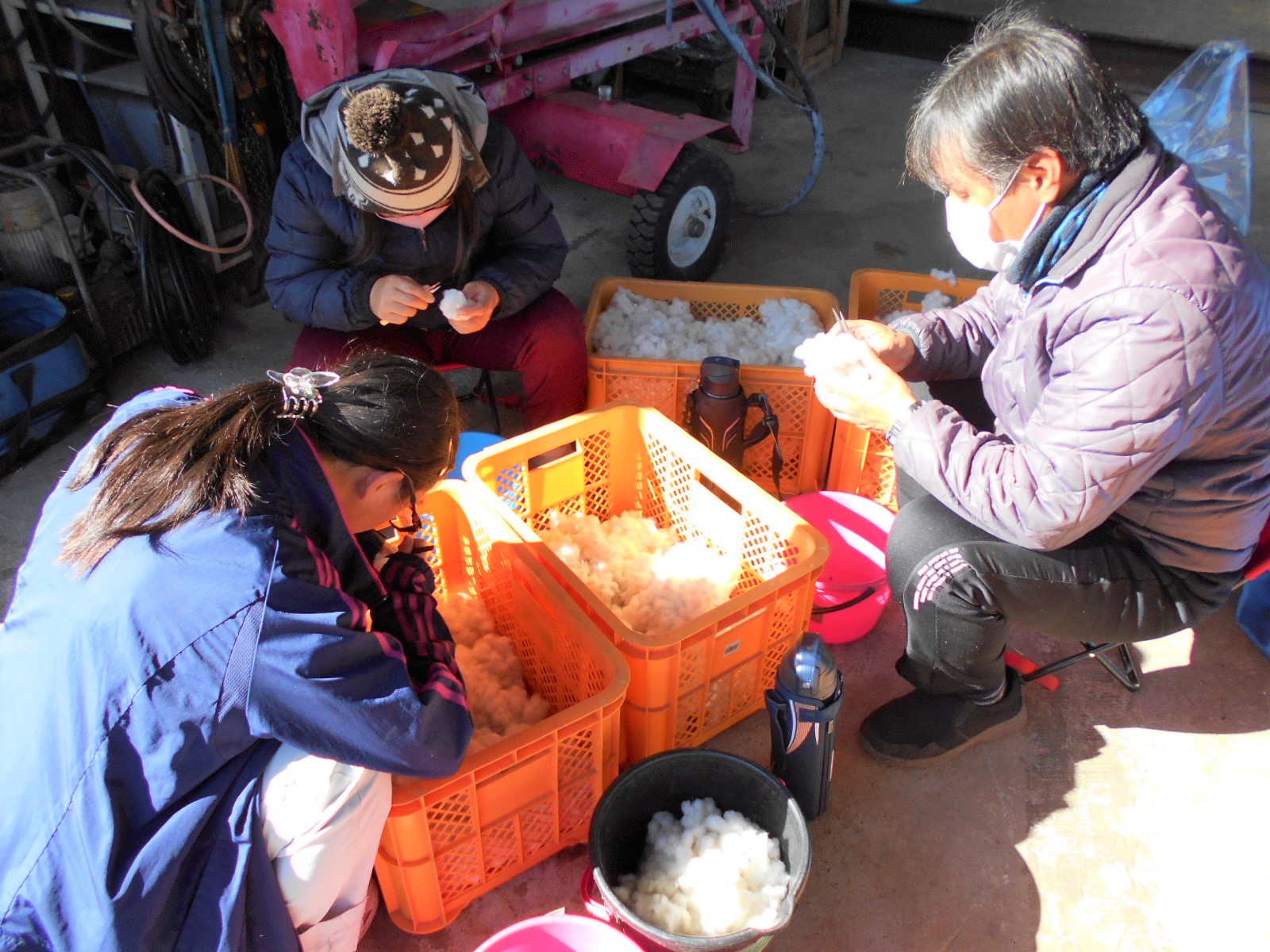 綿についたゴミを取り除く作業をする利用者