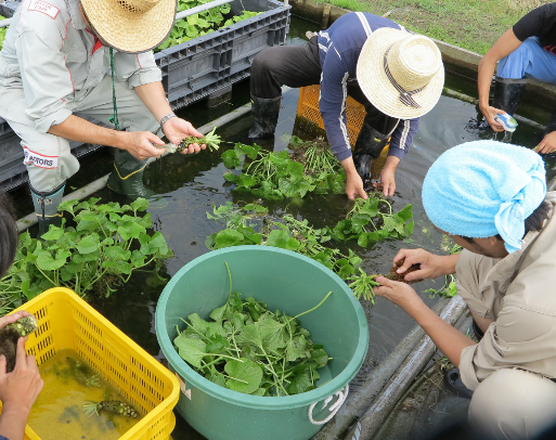 沢わさびの栽培作業