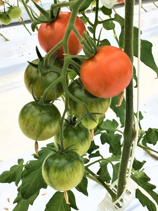 色づくトマトの房