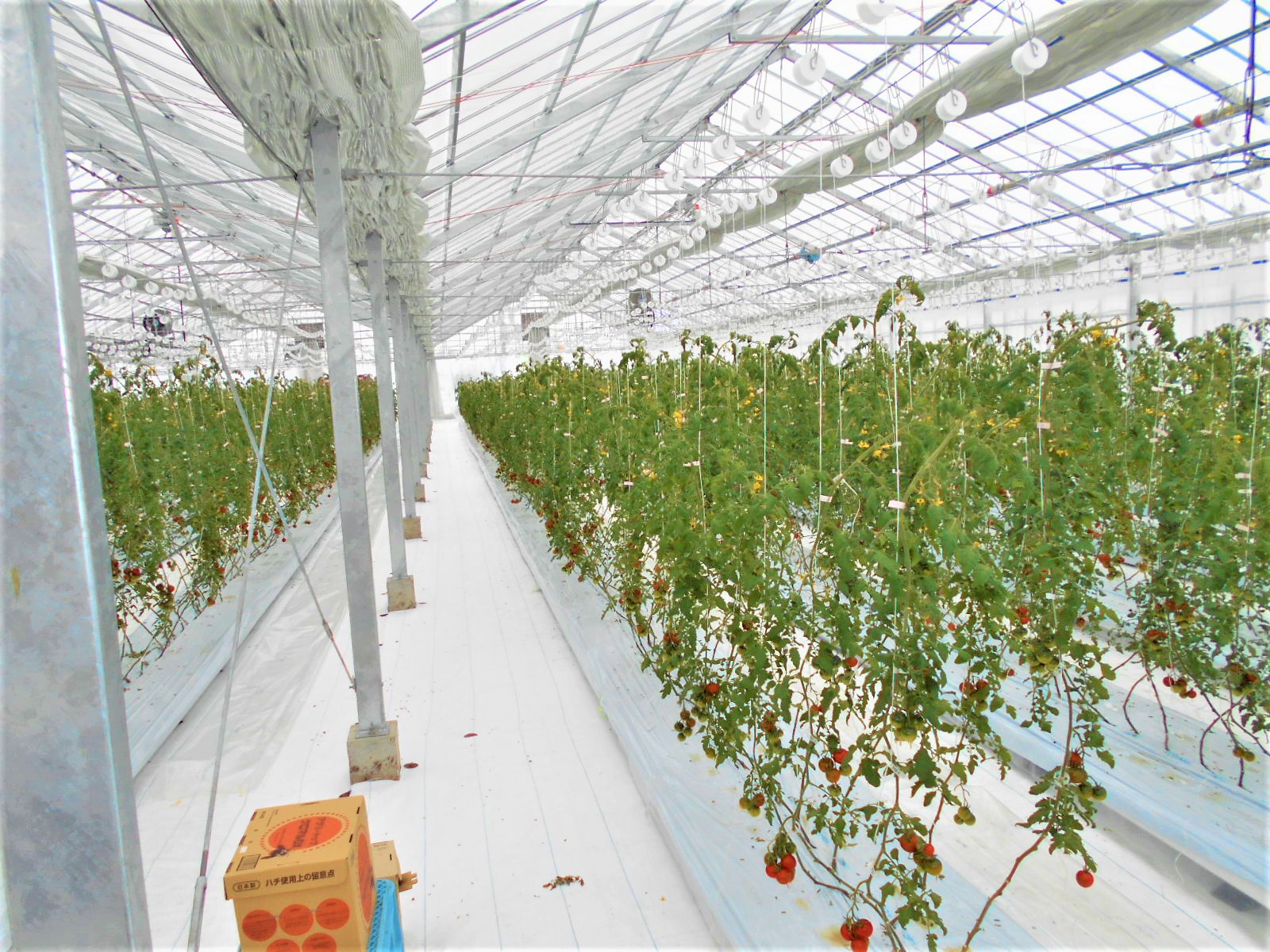 ハウス内に巣箱