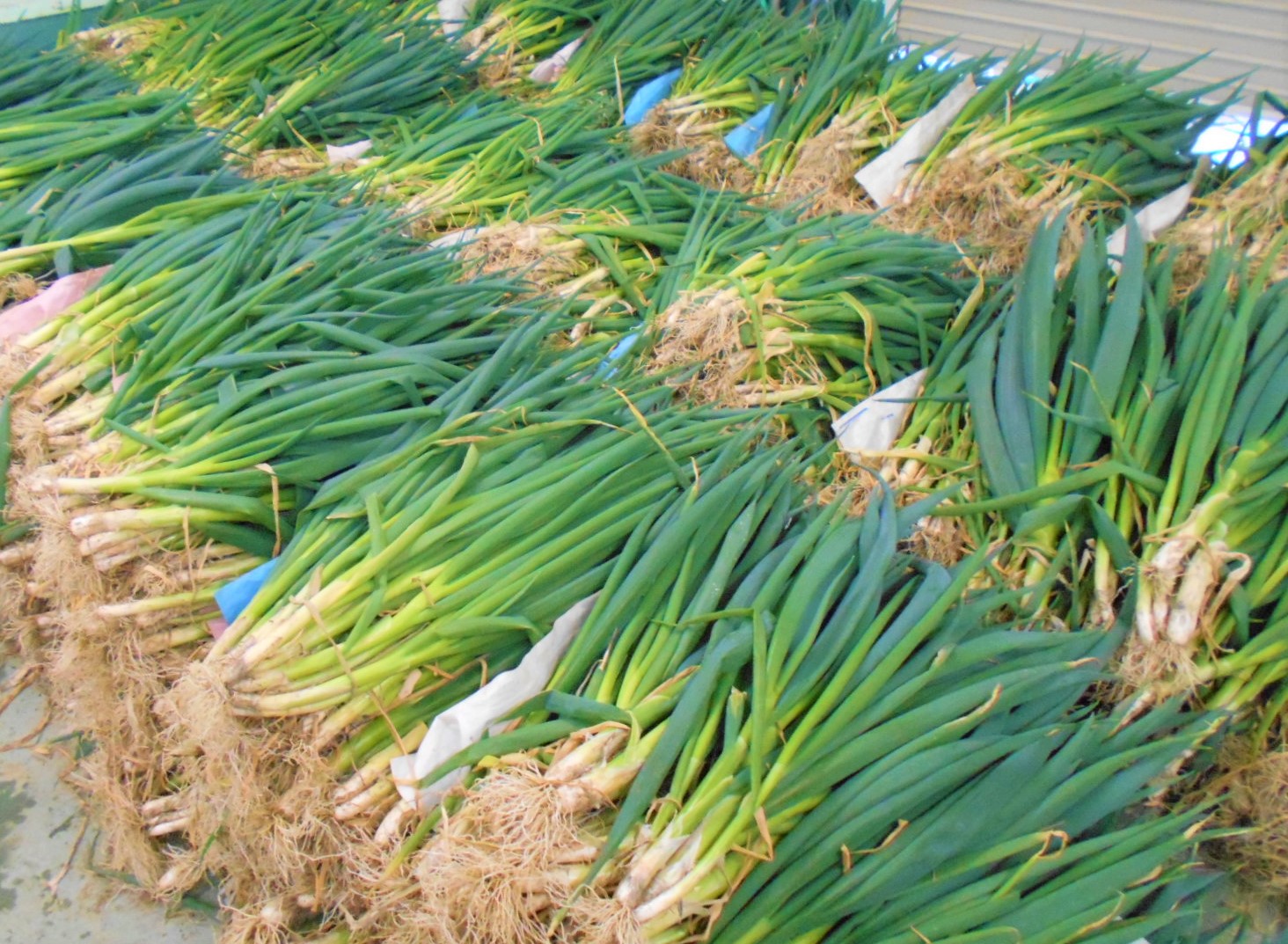 収穫されたねぎ