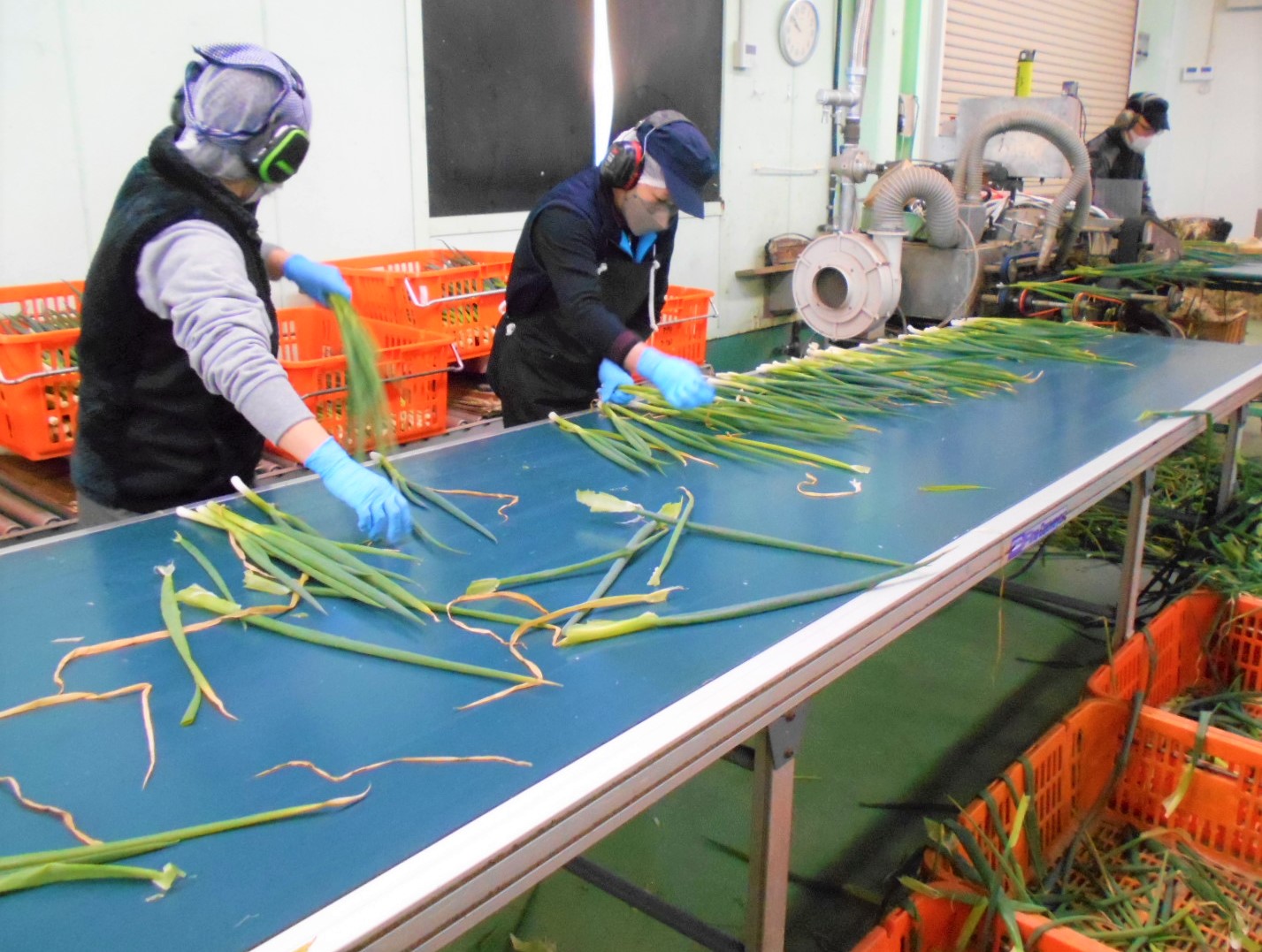 不要な葉を除き整形します