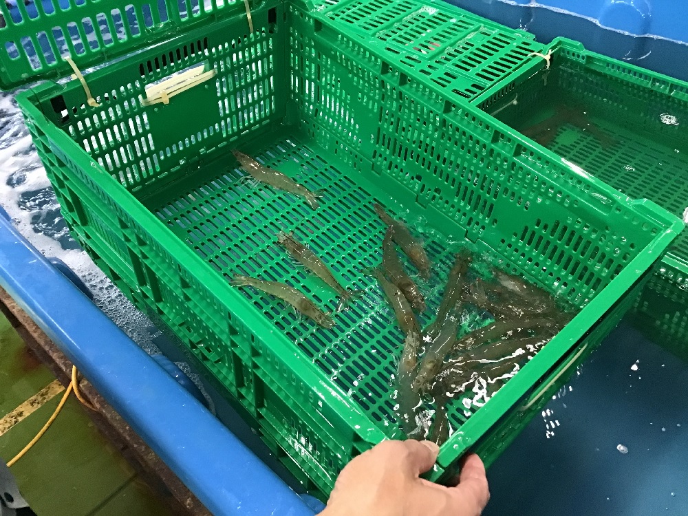 出荷直前のおうみ海老