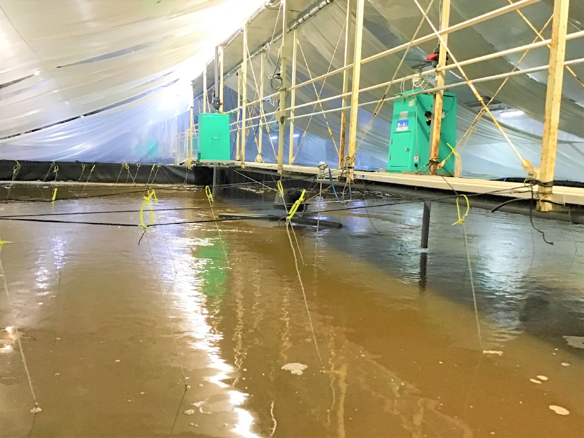 エビ養殖の水槽