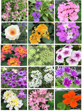 エディブルフラワーの花々