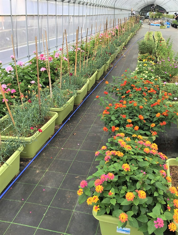 ハウス内の様子