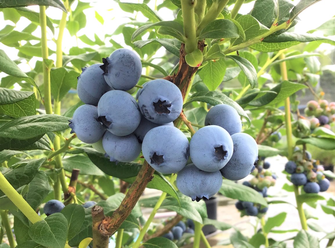 たわわに実るブルーベリー