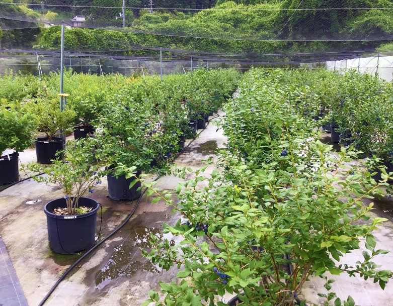 ブルーベリー畑