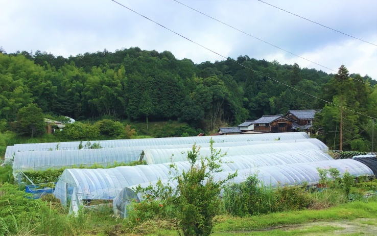 ぶどうやいちじくを栽培するハウス