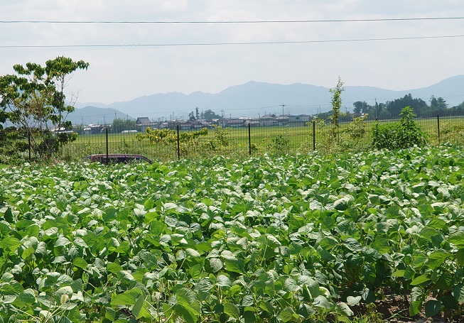 黒大豆の畑