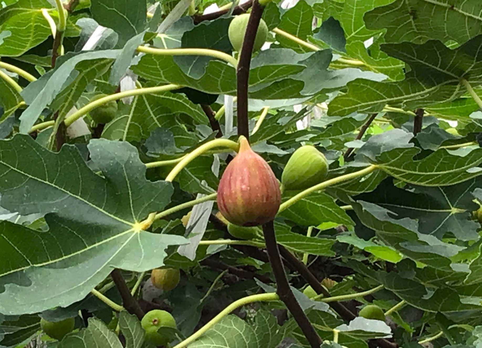 色づき始めたいちじく