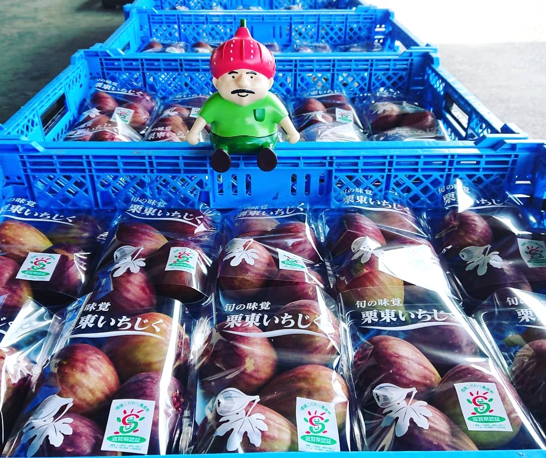 いちじくの集荷