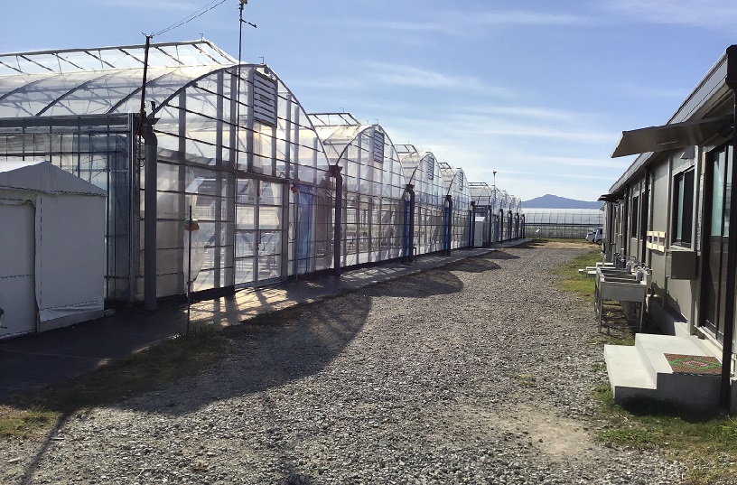 大型ハウスが並ぶ園地