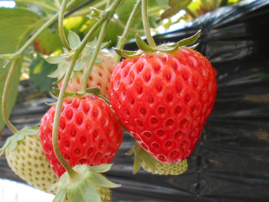 真っ赤に色づくいちご