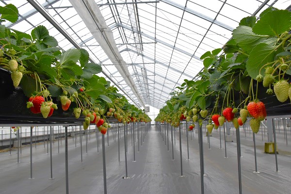 強靭なハウスの内部