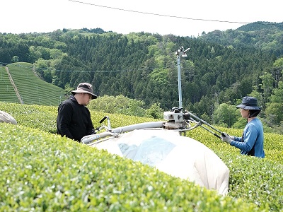 茶の収穫作業