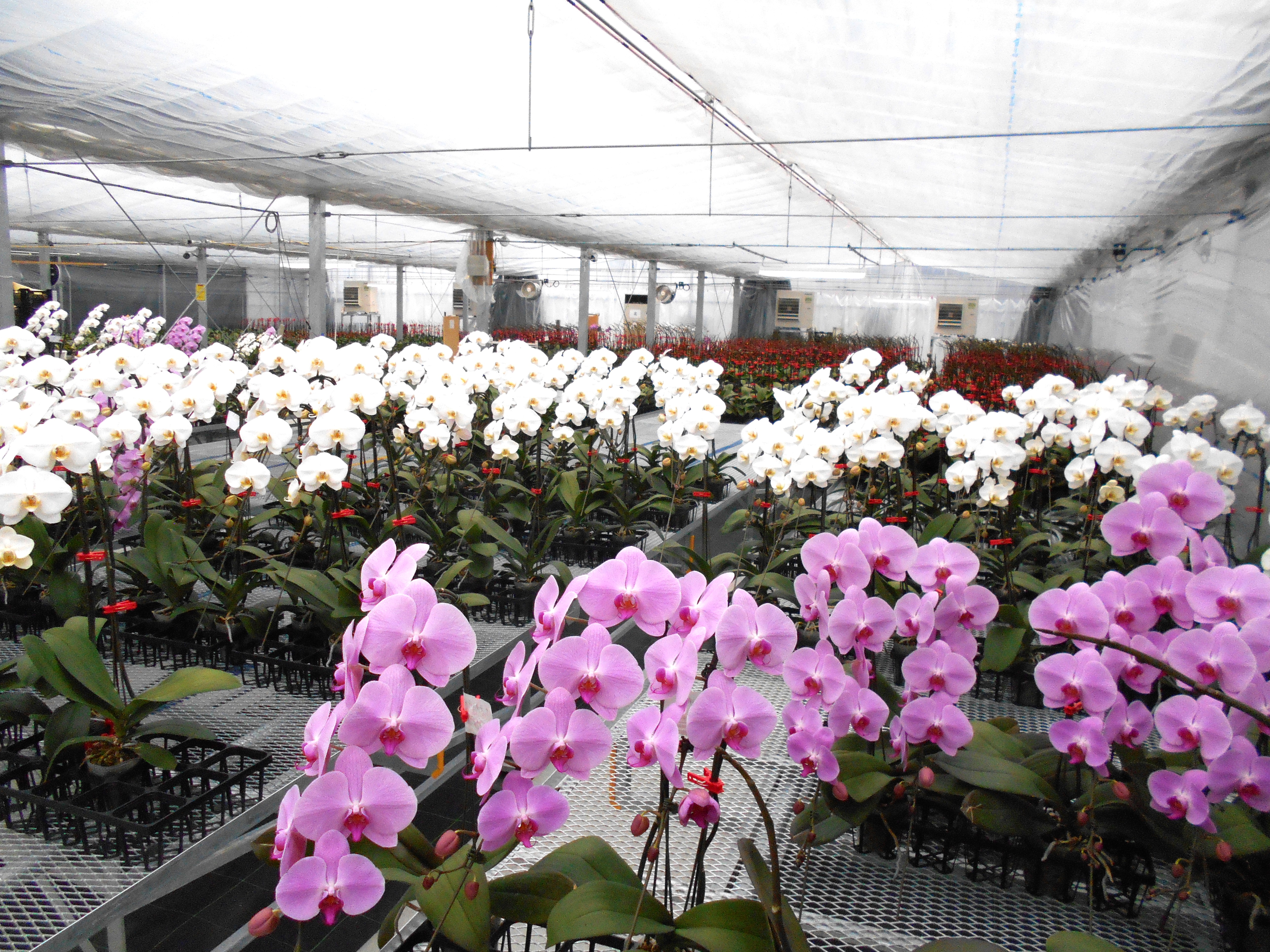 ハウス内の胡蝶蘭