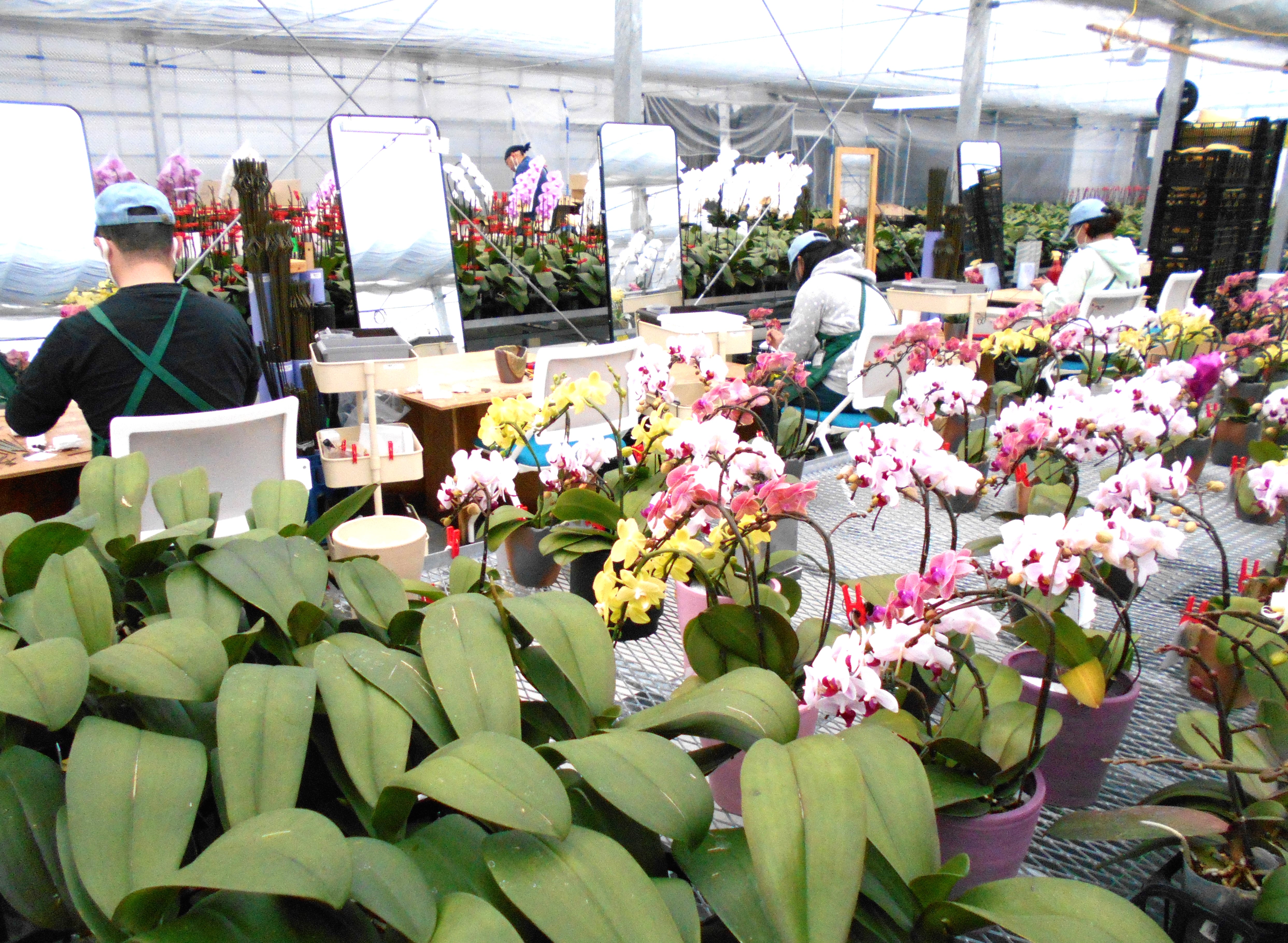 ハウス内の作業の様子