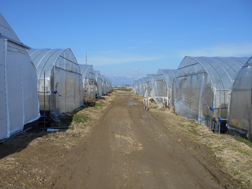 ハウスが並ぶ農場