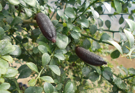 フィンガーライムの木