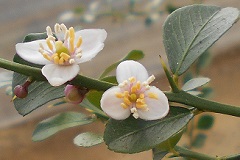 フィンガーライムの花