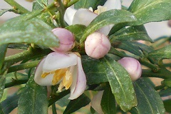 フィンガーライムの花