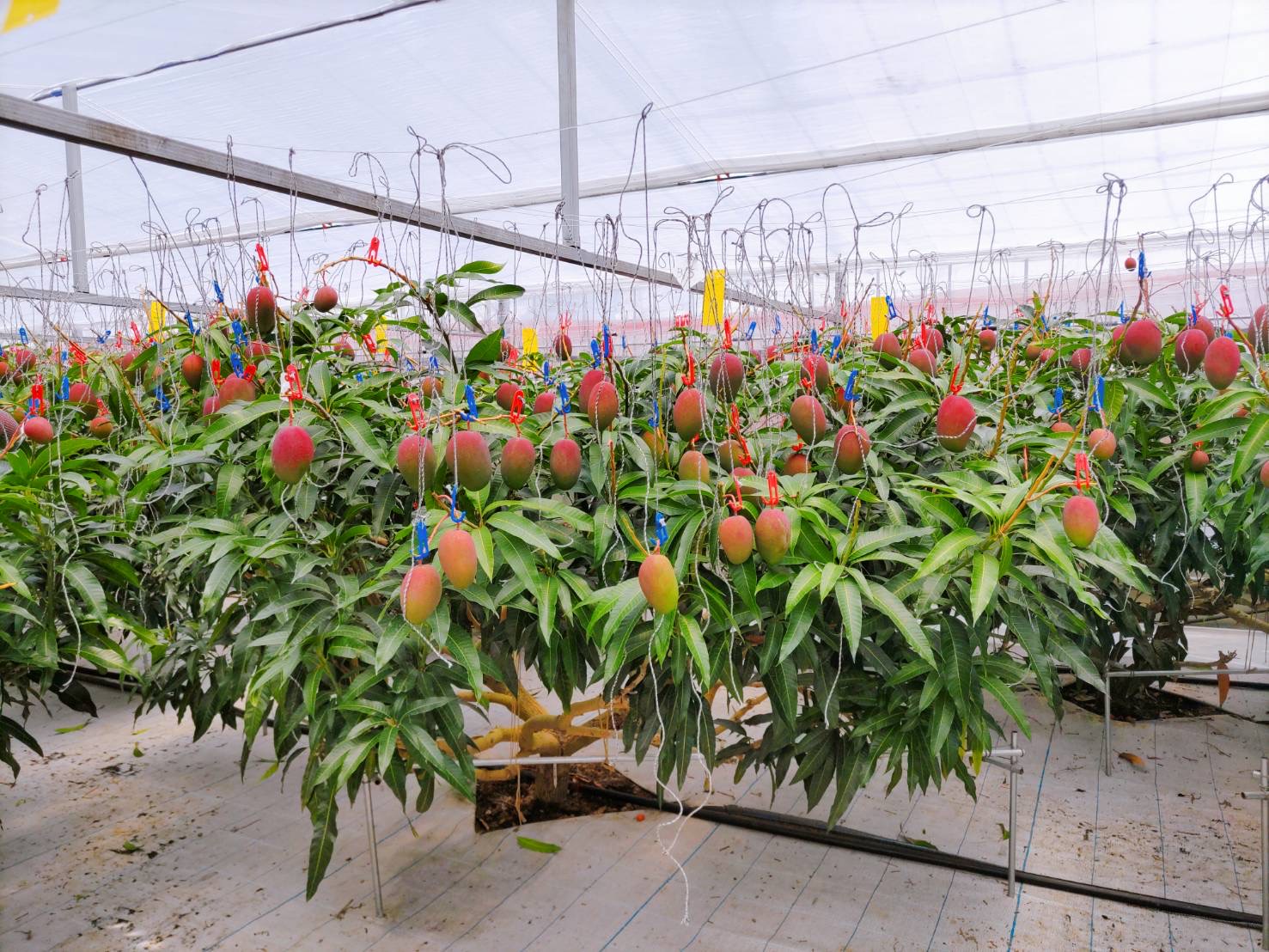 ハウスマンゴー