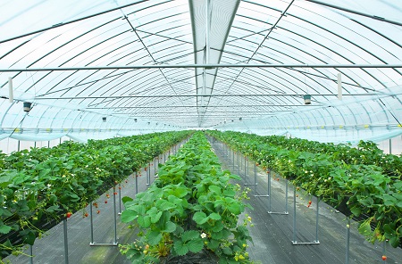 ハウス内の様子