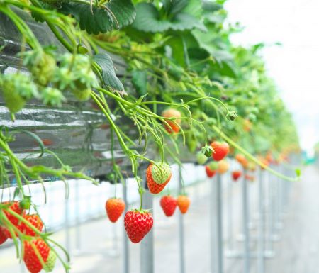 真っ赤に熟したいちご