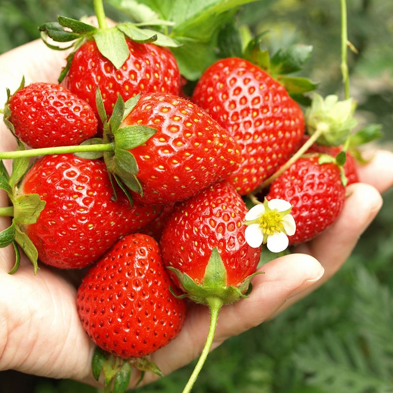 摘みたてのいちご