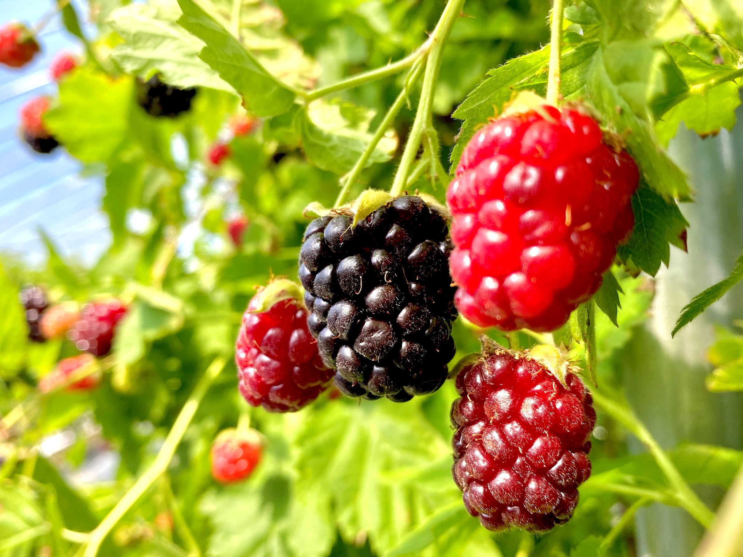 アドベリーの実は酸味と爽やかな甘さが特徴
