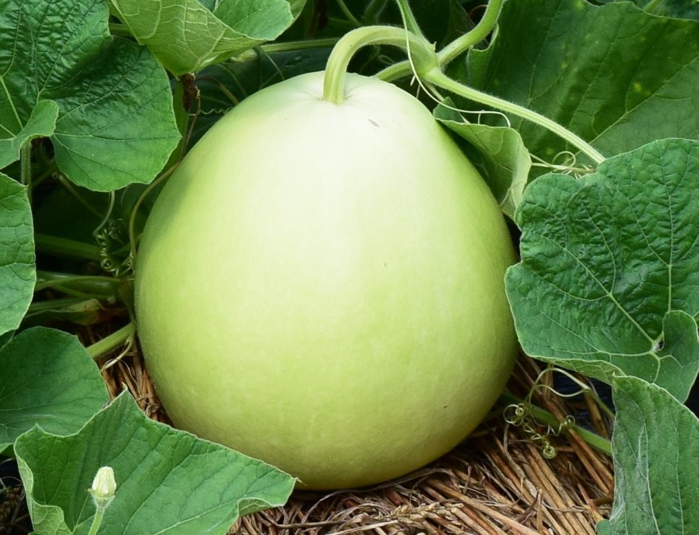 ユウガオの実（JAこうか画像提供）