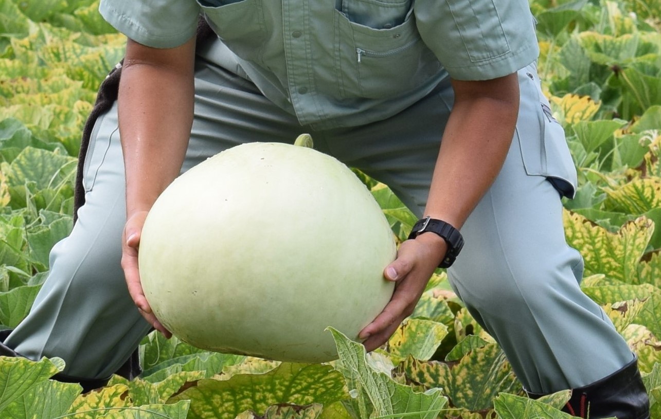 収穫の様子（JAこうか画像提供）