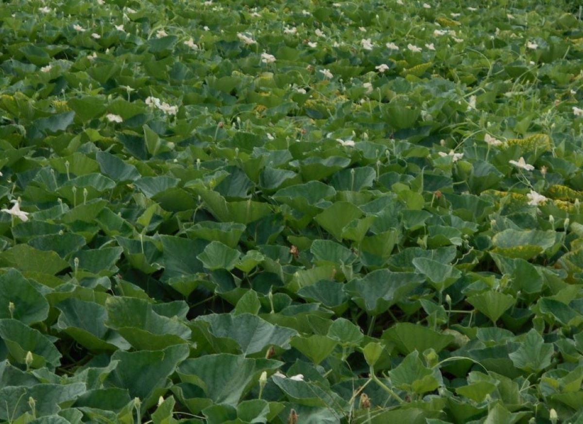 栽培ほ場の様子