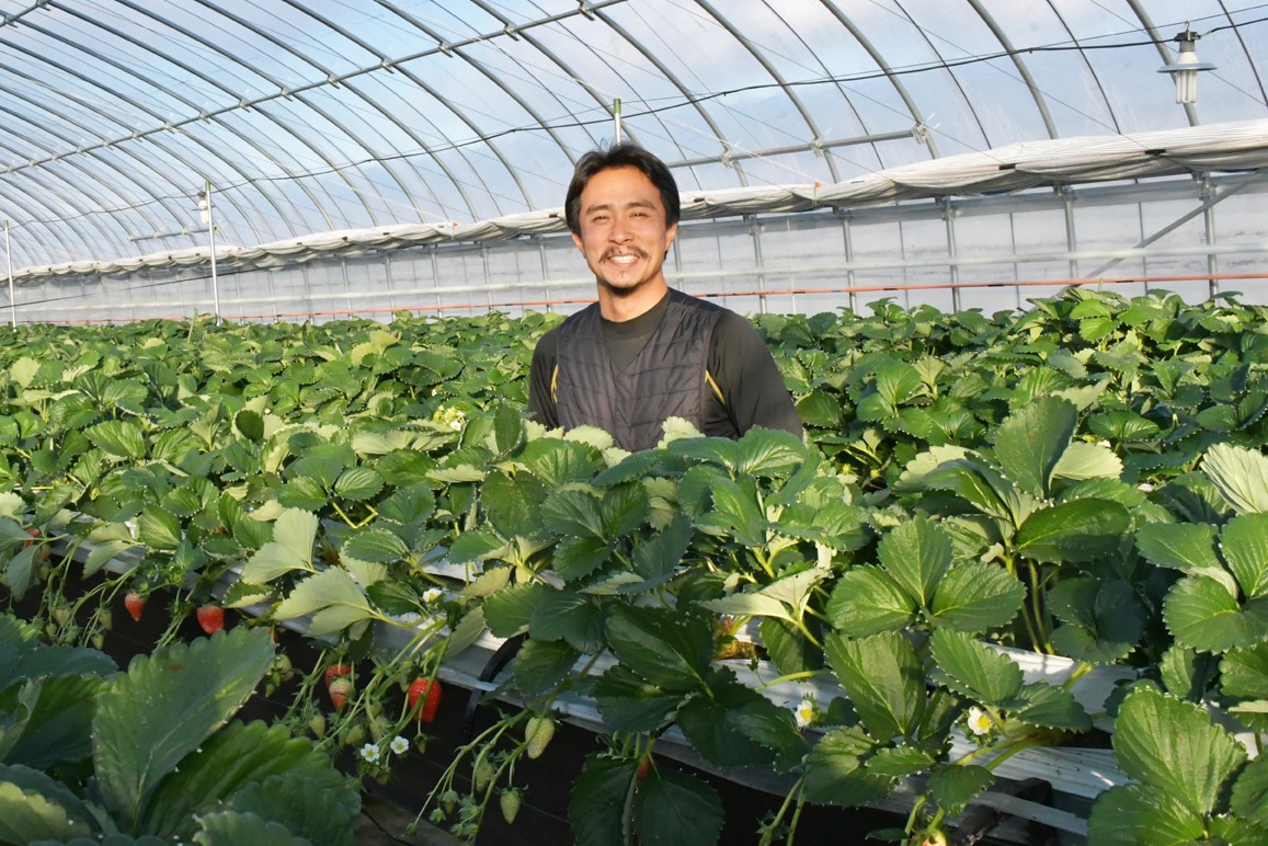 収穫期のハウス内で