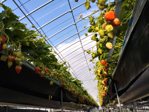 収穫を迎えるいちご