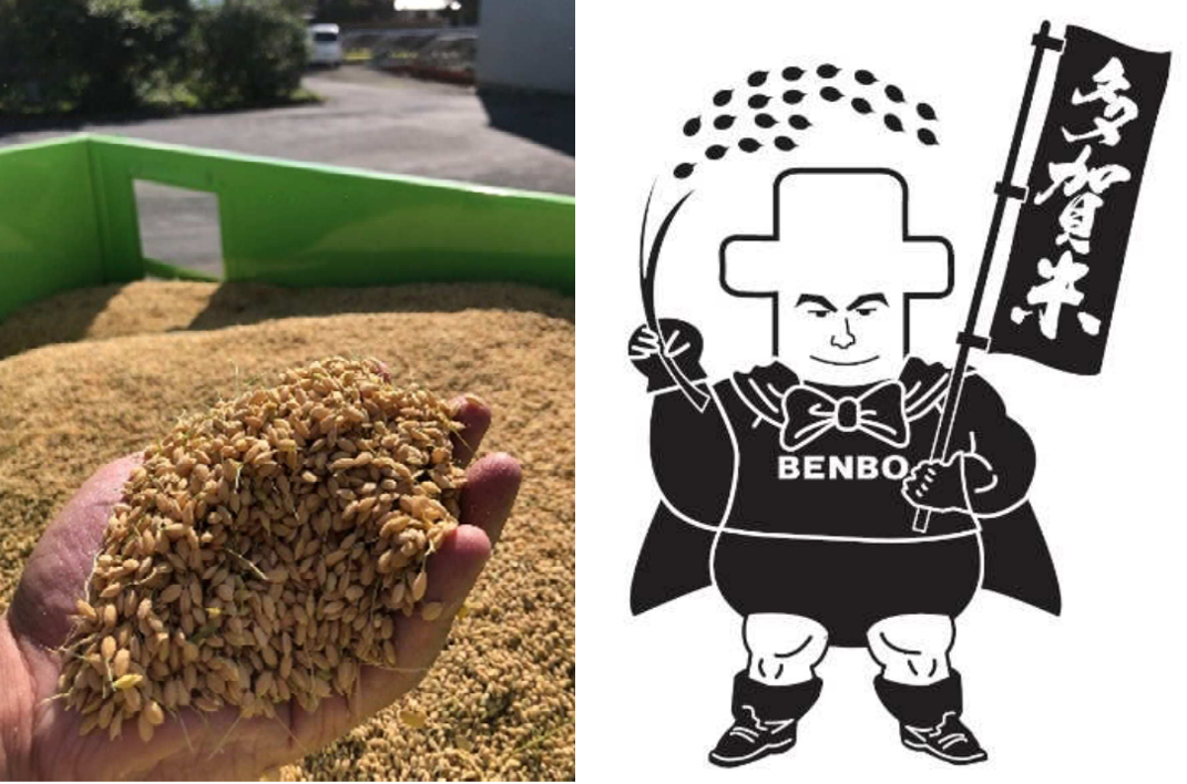 「キヌヒカリ」と「コシヒカリ」を栽培しています。