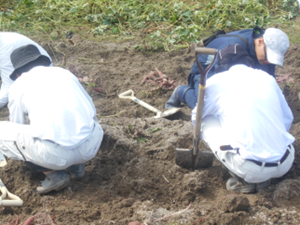 さつまいも掘りの様子
