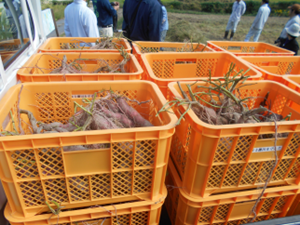 収穫したさつまいも