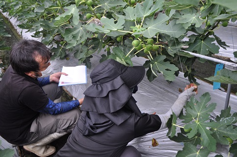 いちじくの栽培方法を学ぶ受講生