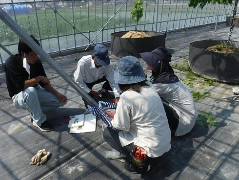 ぶどうの栽培方法を学ぶ受講生