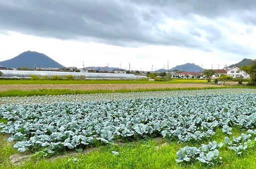 ブロッコリーの研修ほ場