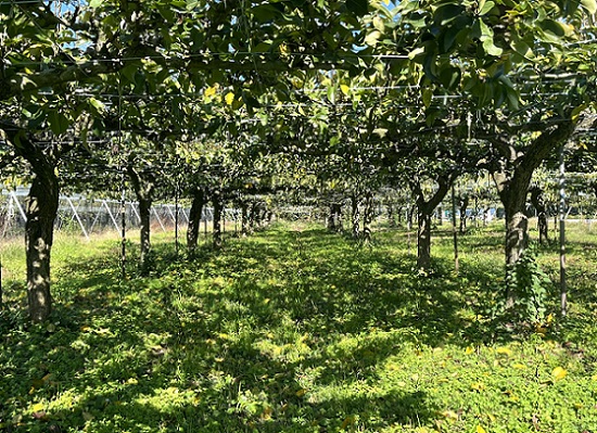 陽だまりのなし園