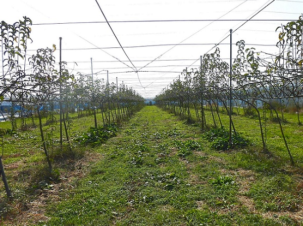 新有望品種への転換