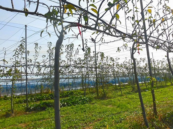 ジョイント栽培