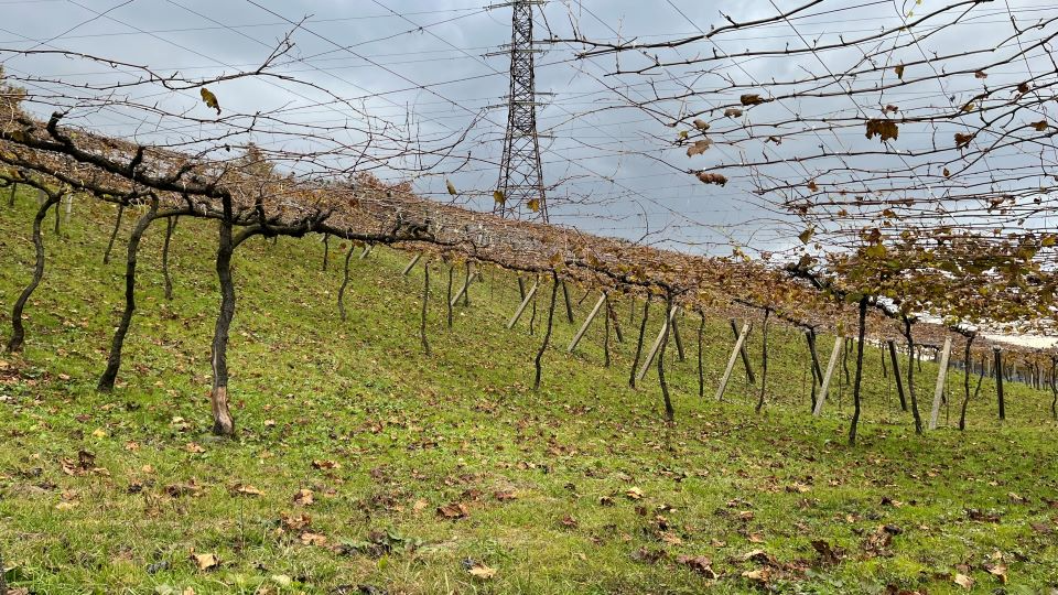 ぶどう畑の様子1