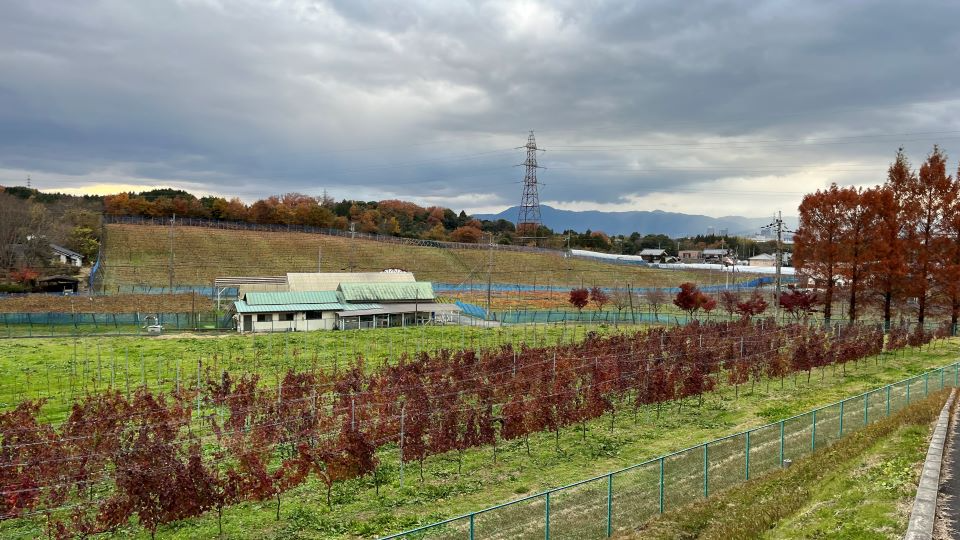 ぶどう畑の様子2