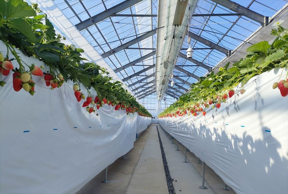 いちごが順調に育ってきています